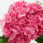 Hydrangea 《绣球花》