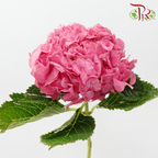Hydrangea 《绣球花》