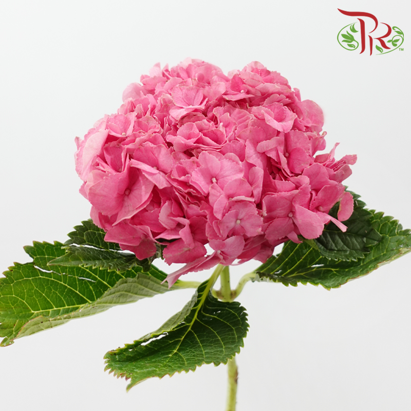 Hydrangea 《绣球花》