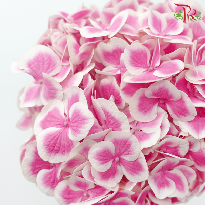 Hydrangea《绣球花》