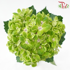 Hydrangea《绣球花》