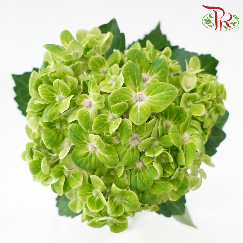 Hydrangea《绣球花》