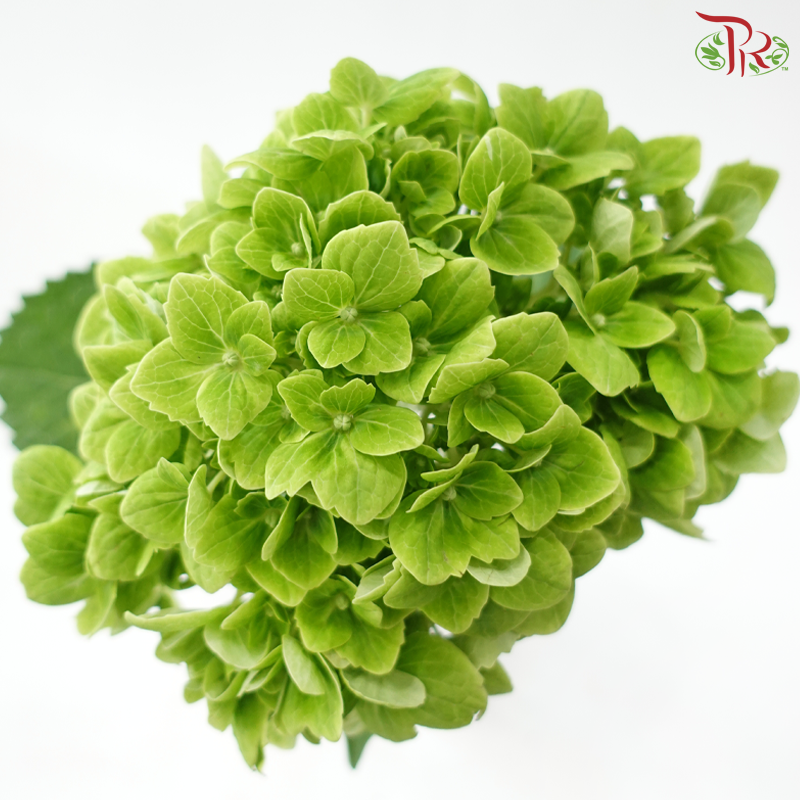 Hydrangea 《绣球花》- Capitulum Measurement 14-16cm