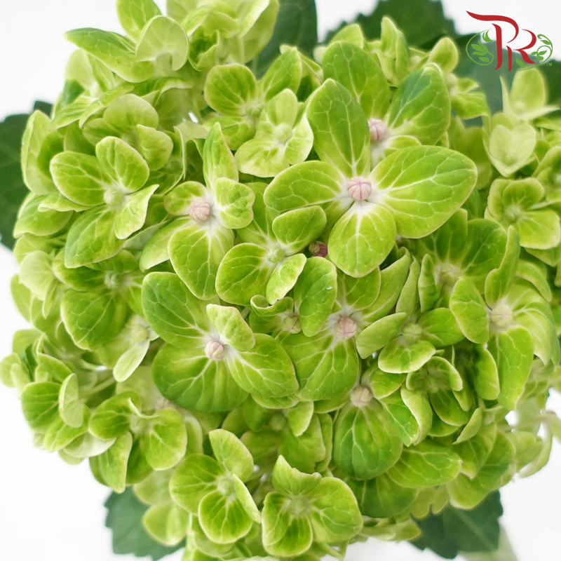 Hydrangea《绣球花》