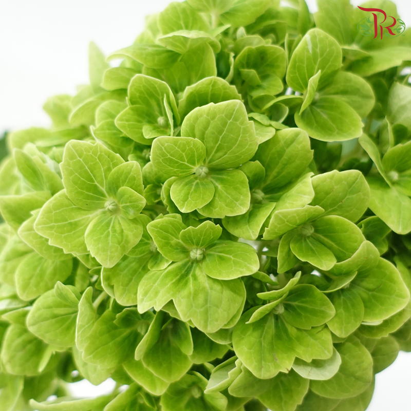 Hydrangea 《绣球花》- Capitulum Measurement 14-16cm