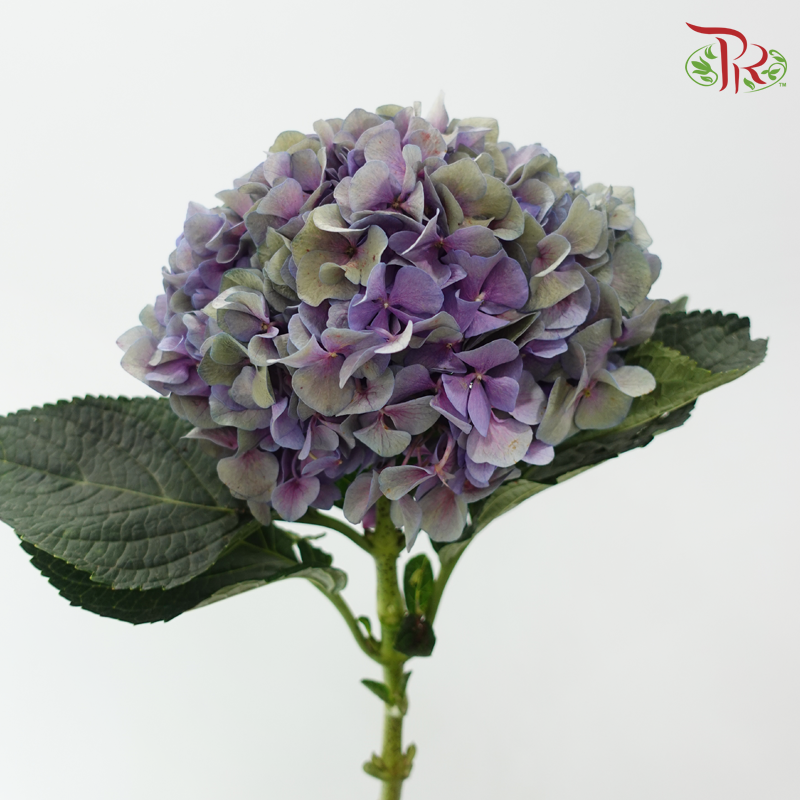 Hydrangea 《绣球花》- Capitulum Measurement 16-18cm