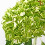 Hydrangea《绣球花》