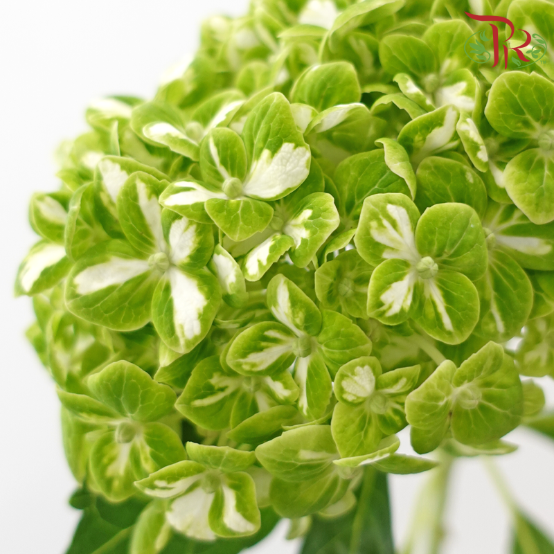 Hydrangea《绣球花》