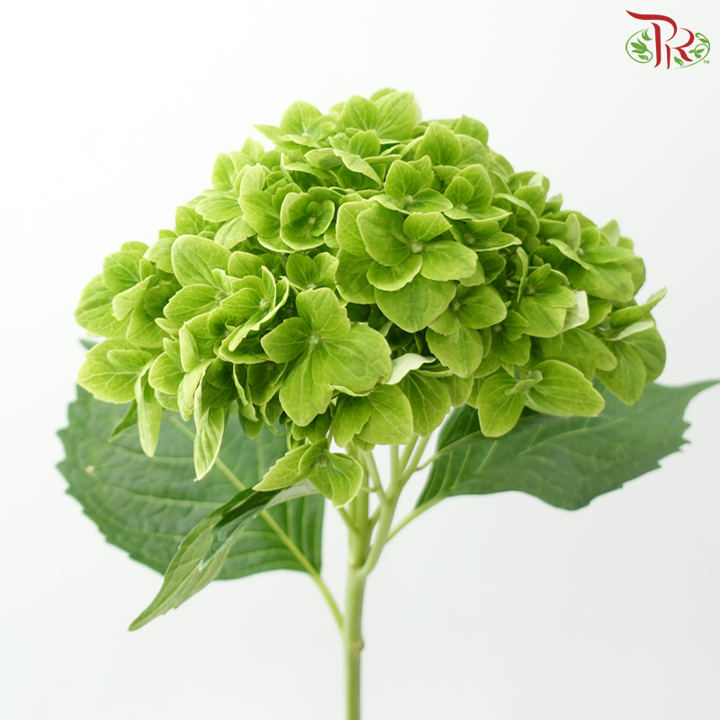 Hydrangea 《绣球花》- Capitulum Measurement 14-16cm