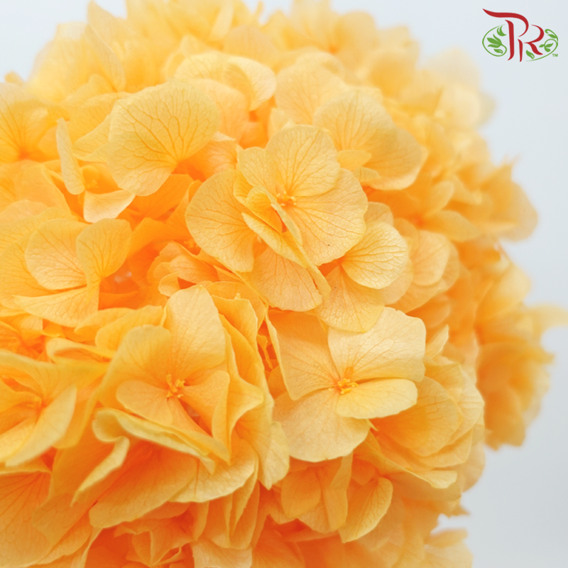 Preserved Hydrangea