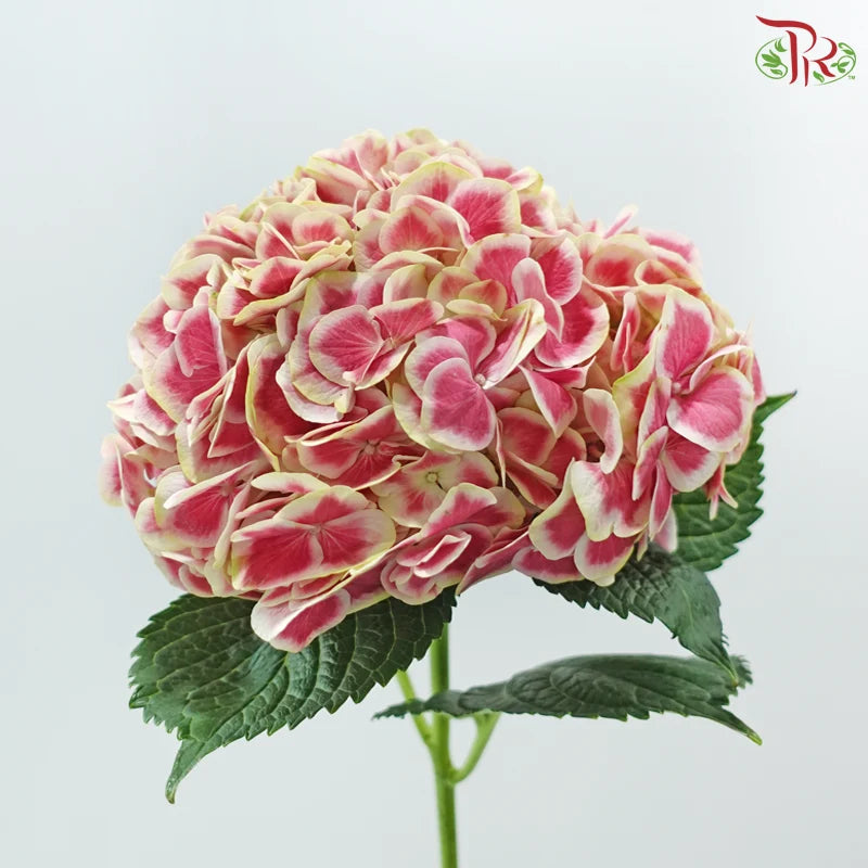 Hydrangea 《绣球花》