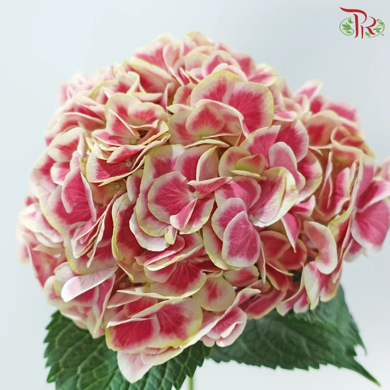 Hydrangea 《绣球花》