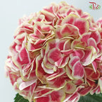 Hydrangea 《绣球花》