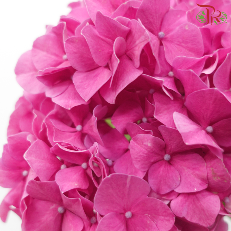 Hydrangea《绣球花》
