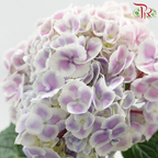 Hydrangea 《绣球花》