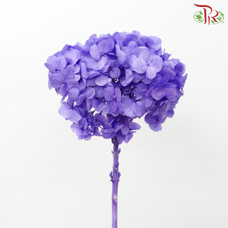 Preserved Hydrangea