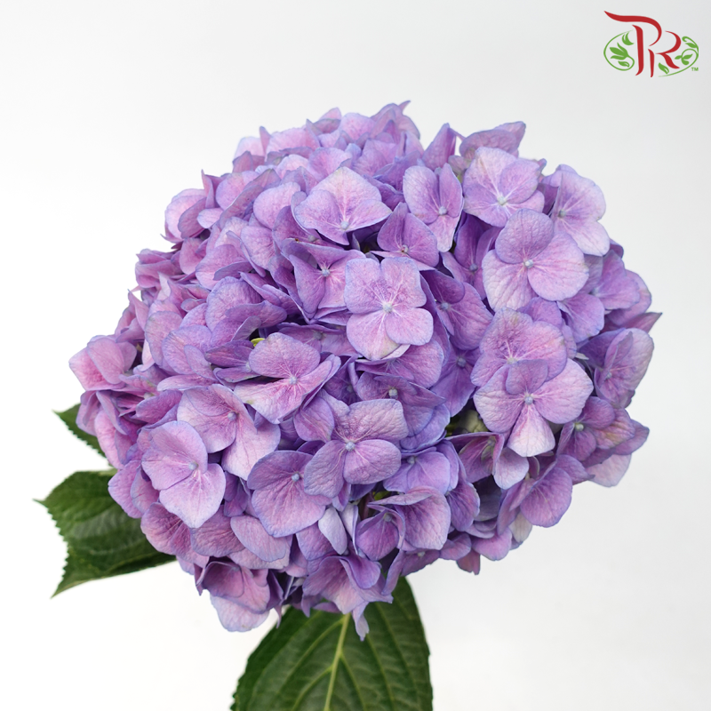 Hydrangea - Mauve Purple (Per Stem) - Pudu Ria Florist