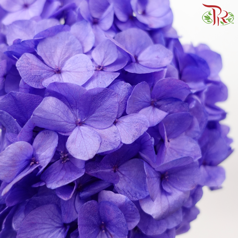 Preserved Hydrangea