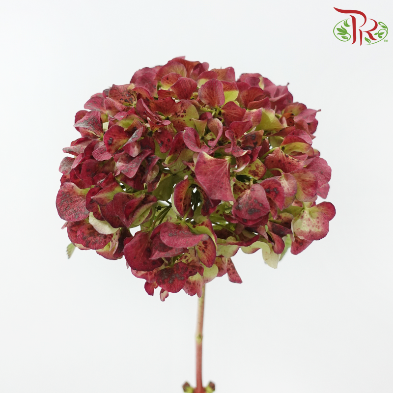 Hydrangea 《绣球花》