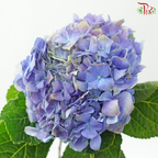 Hydrangea 《绣球花》- Capitulum Measurement 14-16cm