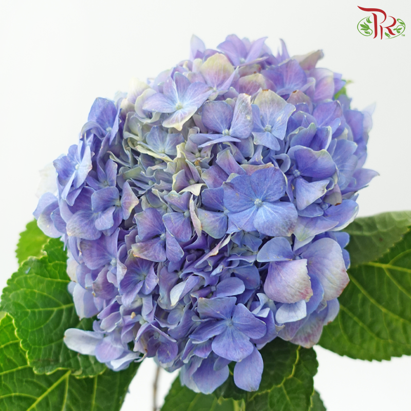 Hydrangea 《绣球花》- Capitulum Measurement 14-16cm