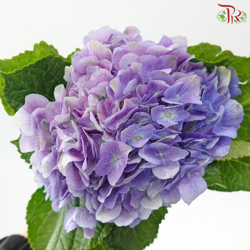 Hydrangea 《绣球花》- Capitulum Measurement 14-16cm
