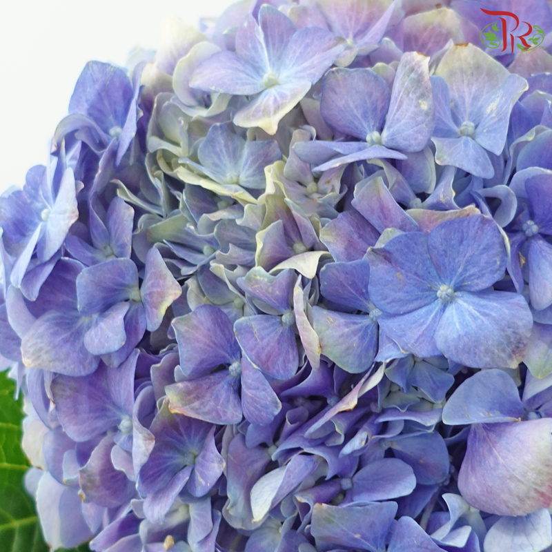 Hydrangea 《绣球花》- Capitulum Measurement 14-16cm