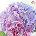 Hydrangea 《绣球花》