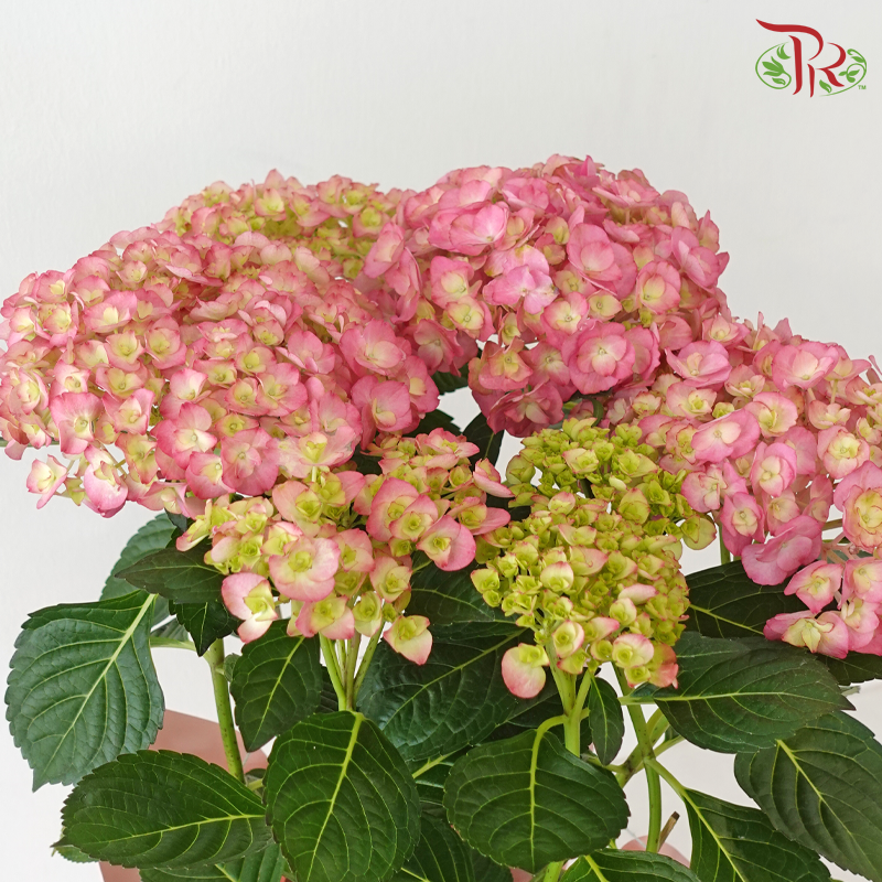 【RAYA 2026】Blush Syawal (Hydrangea Plant)