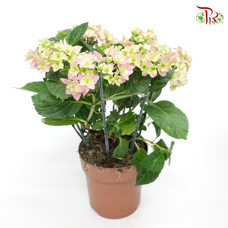 Hydrangea Double Dutch – Pink《绣球花》 - Pudu Ria Florist