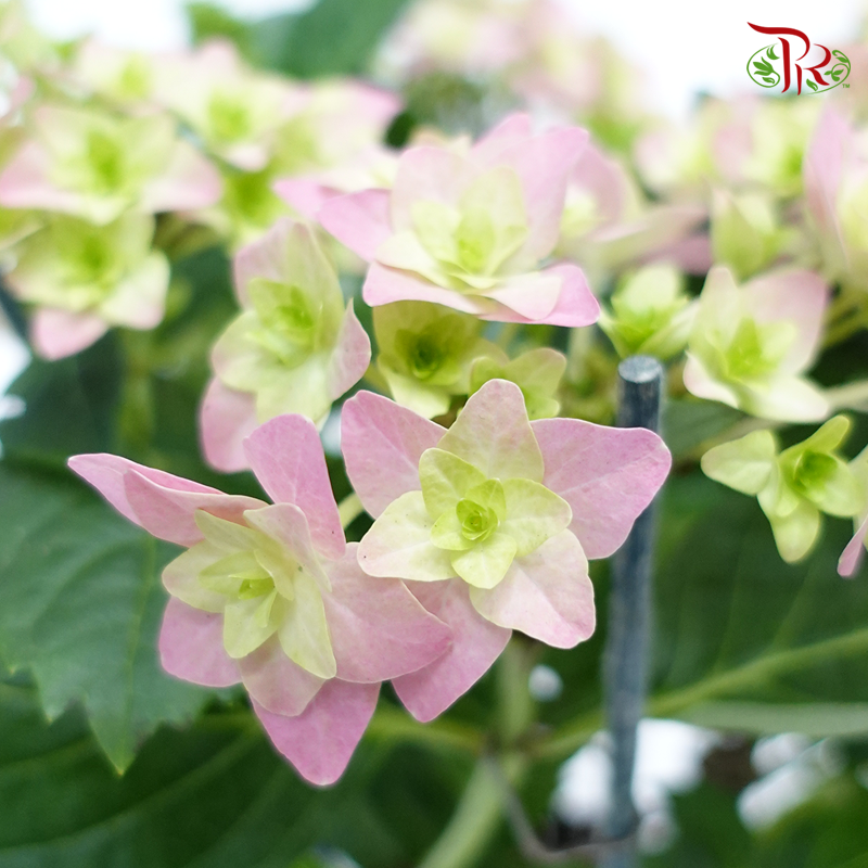 Hydrangea Double Dutch – Pink《绣球花》 - Pudu Ria Florist