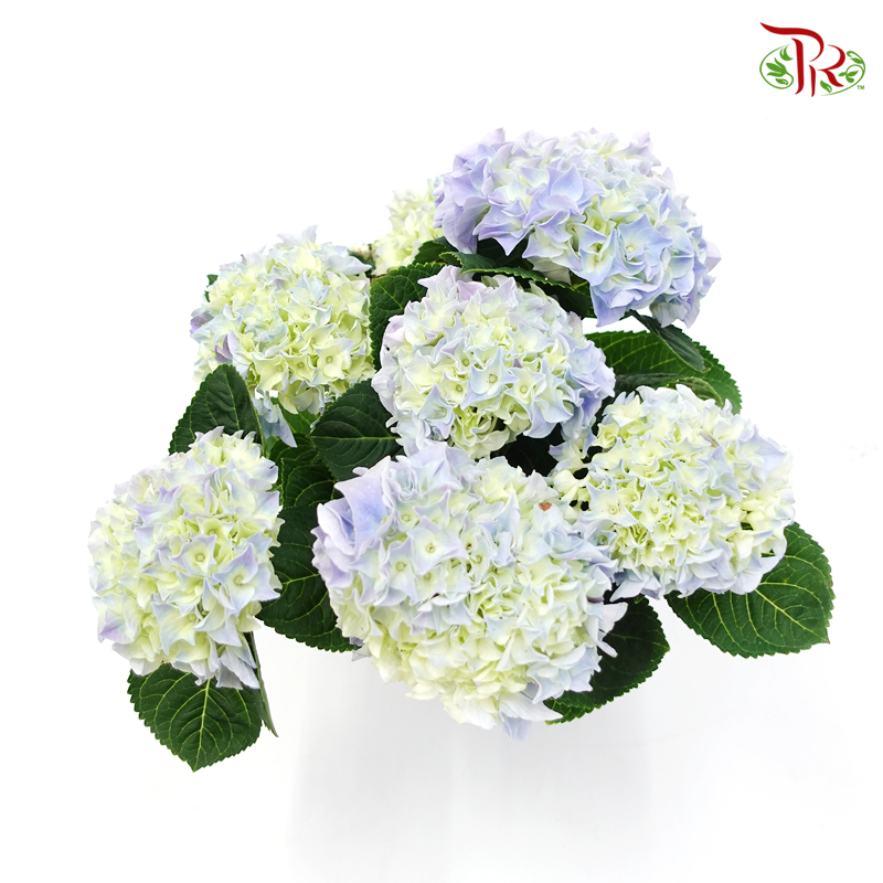 Hydrangea Early Blue 《绣球花》 - Pudu Ria Florist