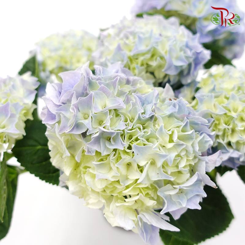 Hydrangea Early Blue 《绣球花》 - Pudu Ria Florist