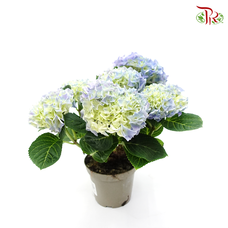 Hydrangea Early Blue 《绣球花》 - Pudu Ria Florist