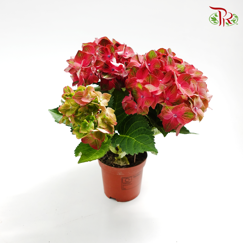 Hydrangea Hot Red《绣球花》 - Pudu Ria Florist