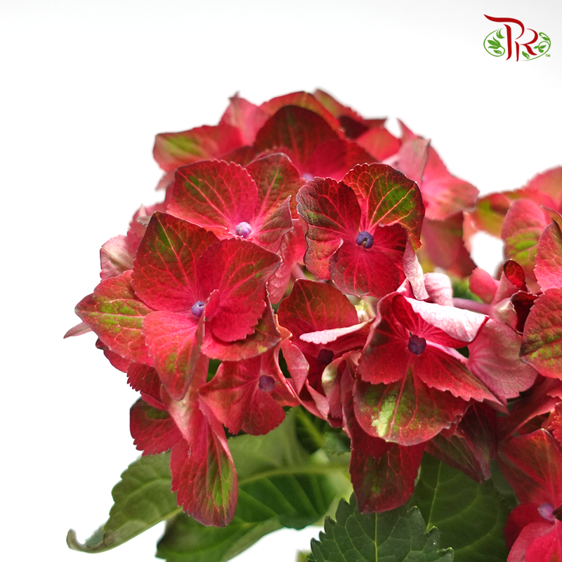 Hydrangea Hot Red《绣球花》 - Pudu Ria Florist