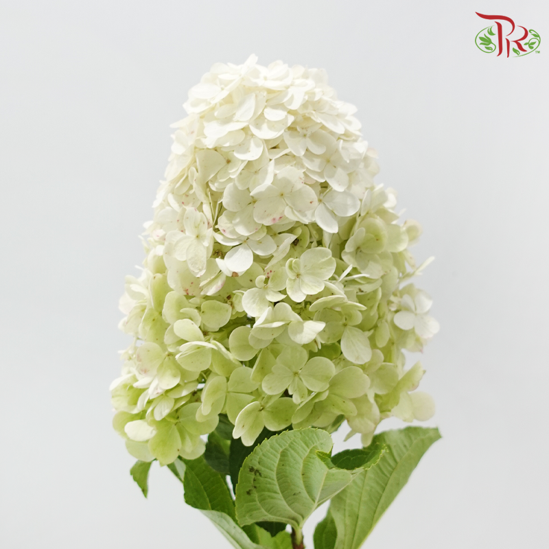 Hydrangea Pagoda