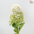 Hydrangea Pagoda