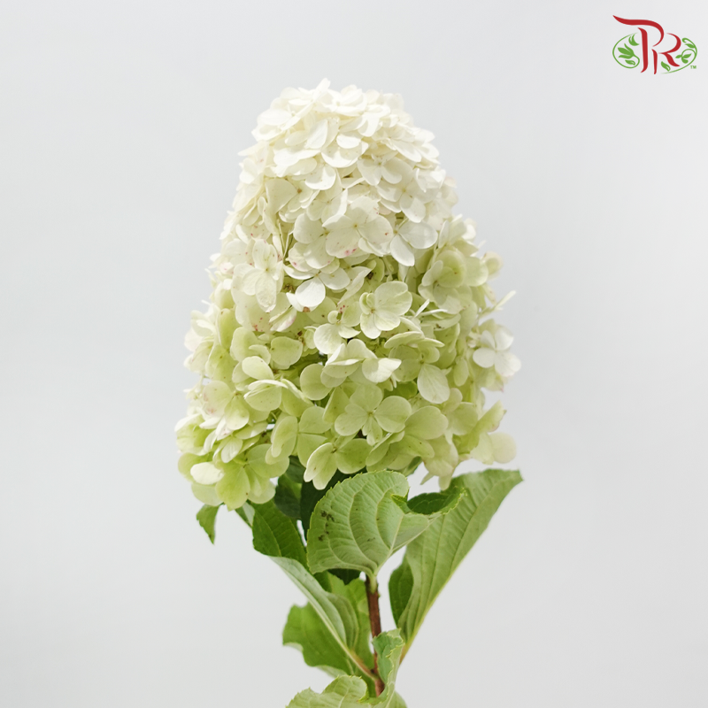 Hydrangea Pagoda