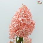 Hydrangea Pagoda