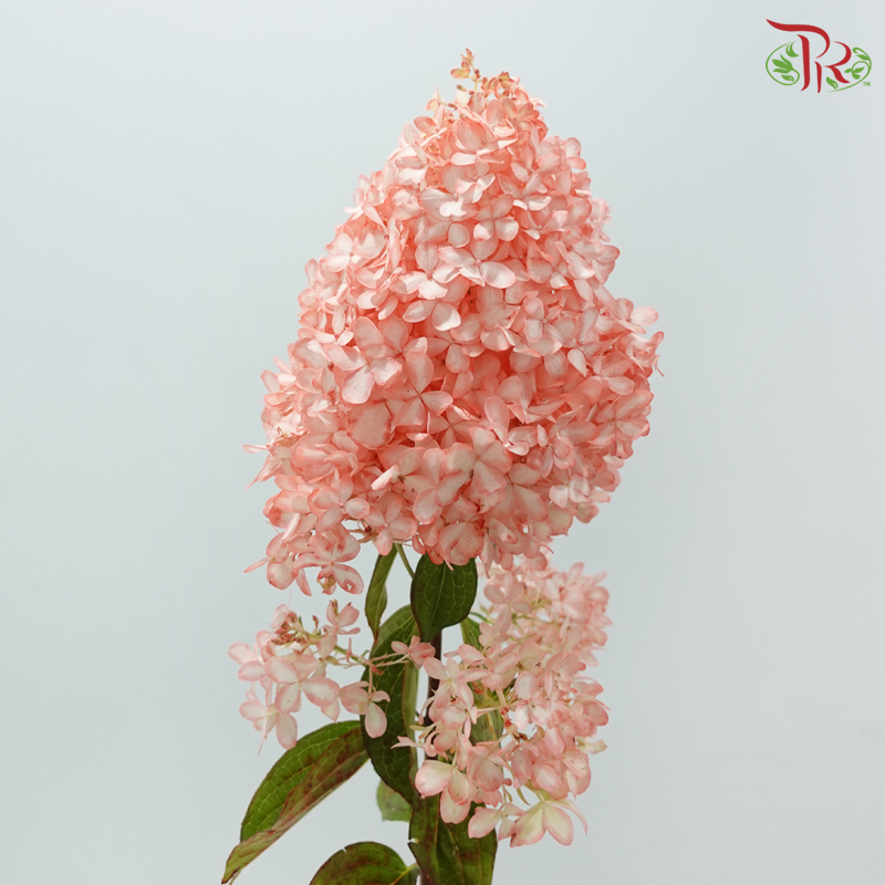 Hydrangea Pagoda