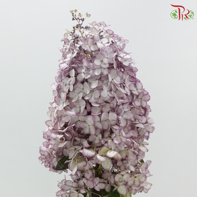 Hydrangea Pagoda