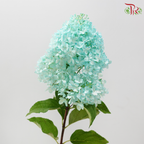 Hydrangea Pagoda