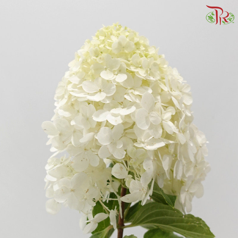 Hydrangea Pagoda