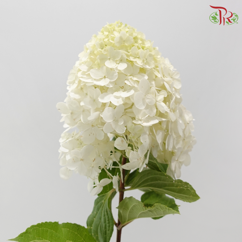 Hydrangea Pagoda