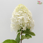 Hydrangea Pagoda