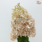 Hydrangea Pagoda