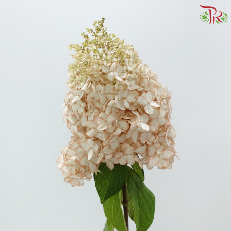 Hydrangea Pagoda