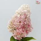 Hydrangea Pagoda