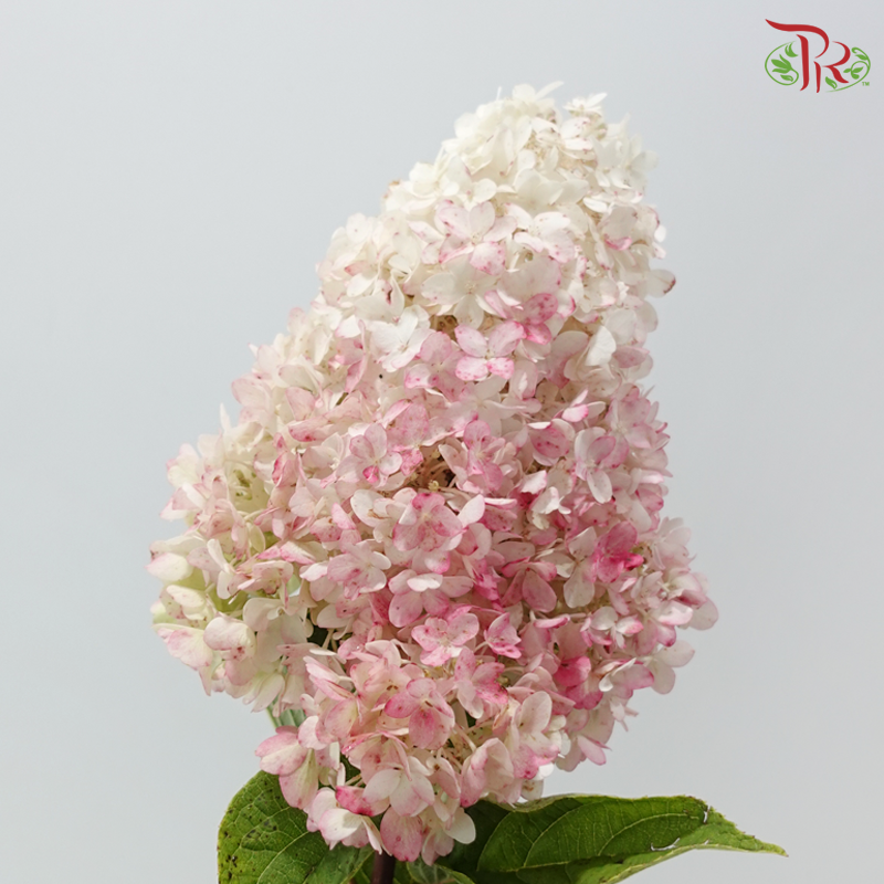 Hydrangea Pagoda